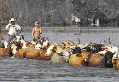 Recovering Stranded Cattle