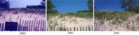 The Photos Illustrate the Re-Establishment of
Dune Vegetation in the Black Pond WMA Between 2000 and 2005 (Photos
Courtesy of TNC and New York Sea Grant; NY Sea Grant, 2005.)