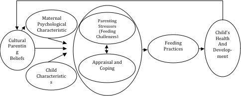 Conceptual Model for Infant
Feeding Practice