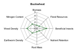 Buckwheat