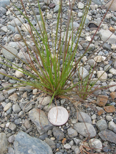 Arctared Red Fescue Grass Growing in Gravel. Photo by Stephen C. Brown.