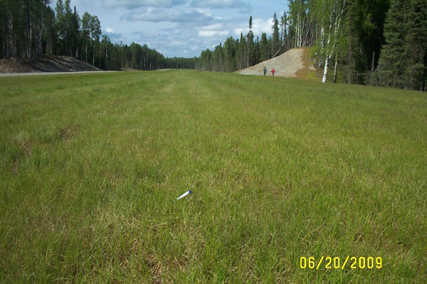 The Talkeetna Demonstration Runway Fully Grassed in June 2009. Photo by Jud Scott.