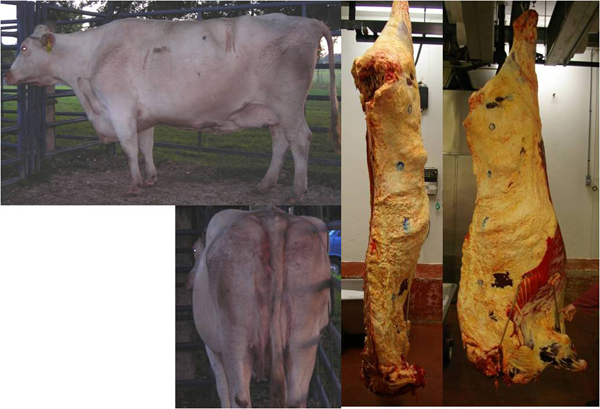 "Fat" Cow and Carcass