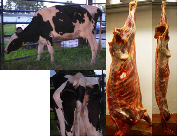 "Bad Image" Cow and Carcass