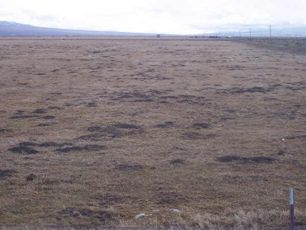 Photo of Study Plot Before Spring Digging by Pocket Gophers; the Mounds Present are From the Preceding Summer, White Pine County, Nevada, 2009
