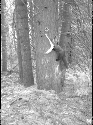 Pacific Fisher Chewing on a Bait Sock in Front of a Motion-Detection Camera