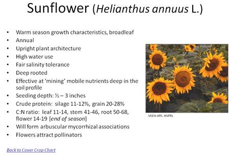 Individual Crop screen for Sunflower