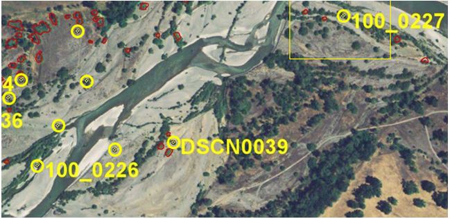 Screenshot of Arundo (Red Polygons) Mapped Onto NAIP with Digital Photo Center Layer Active (Yellow Circles/Points). Area of Reference Photo #100_0227, Upper Right (Yellow) Box.