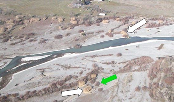 Example Digital Reference Image. White Arrows Indicate Senesced Arundo Plants. It Is Easier to Confuse <em>Salix</em> Spp. (Green Arrow) with Arundo in Images Acquired During the Green Season (Compare the Contrast Between Plants in This Image with the Contrast in Figure 2).