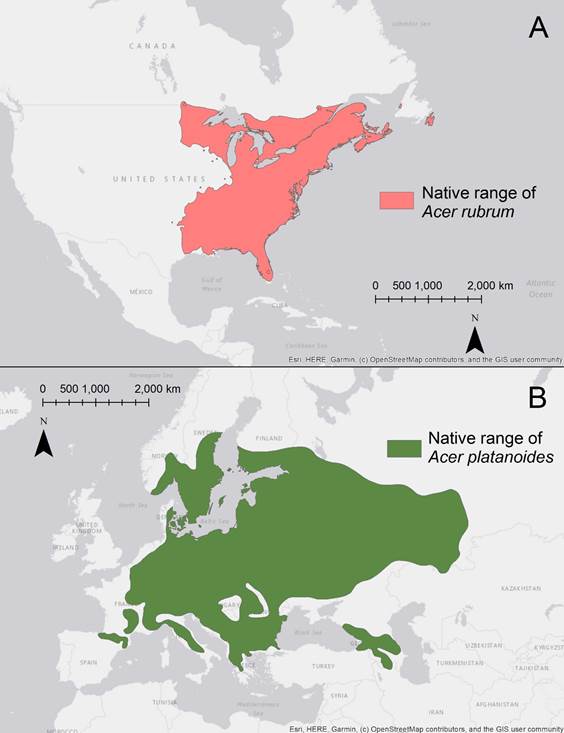 Geographic Extent/Native Ranges of Red Maple (Acer rubrum) and Norway Maple (Acer platanoides)