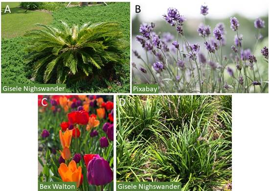 Examples of the Many Ornamental Plant Species Introduced to Enhance Landscaping Aesthetics: Sago Palm (Cycas revoluta) With Juniper Ground Cover (Juniperus conferta), (B) Lavender (Lavandula sp.), (C) Tulips (Tulipa sp.), and (D) Liriopi Grass (Liriope sp.)