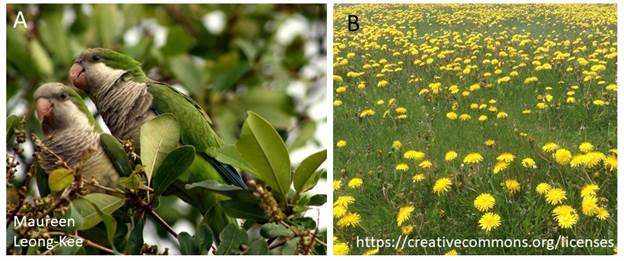 Two Examples of the Many Nonnative Species in the United States That Also Are Established: Monk Parakeets (Myiopsitta monachus) and the Common Dandelion (Taraxacum officinale)