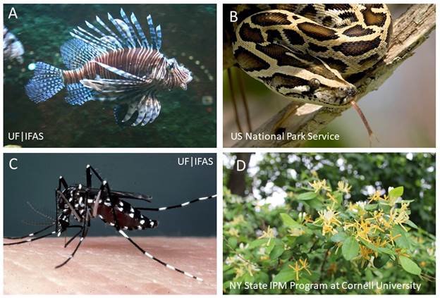 Four Examples of the Many Invasive Species in the United States: Lionfish and Devilfish (Pterois volitans/miles complex), Burmese Pythons (Python molurus bivittatus), Asian Tiger Mosquitoes (Aedes albopictus), and Japanese Honeysuckle (Lonicera japonica)