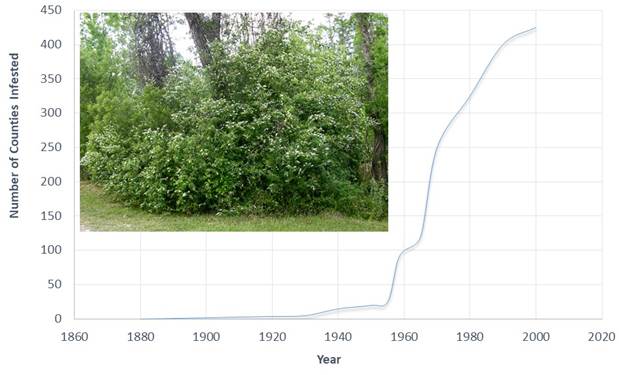 Chinese Privet (Ligustrum sinense) Exhibiting Invasional Lag 80 Years After Introduction