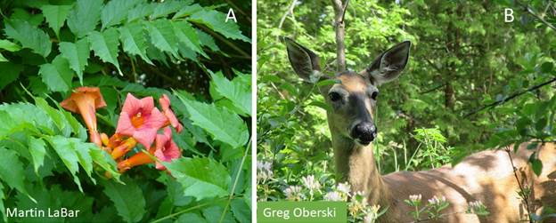 Two Examples of Species of Which Individuals Can Be Nuisances in Certain Contexts: Trumpet Creeper/Vine (Campsis radicans) and White-Tailed Deer (Odocoileus virginianus)